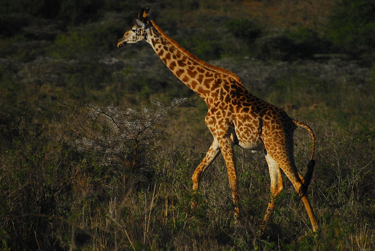 giraffe, endangered species, kenya, nairobi national park, wildlife, environment, safari, endangered, nature, wilderness, wil