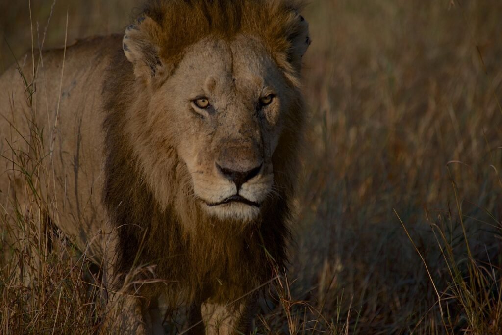 lion, animal, wildlife, predator, mammal, mane, nature, safari, wilderness, africa, maasai mara, kenya, wildlife photography,