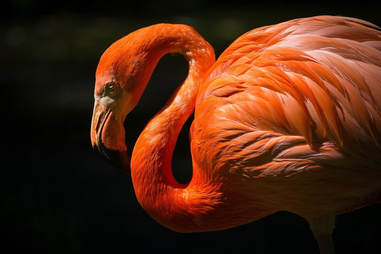 flamingo, bird, nature, feathers, ave, ornithology, animal, avian, plumage, wildlife, close up, animal world, wildlife photog