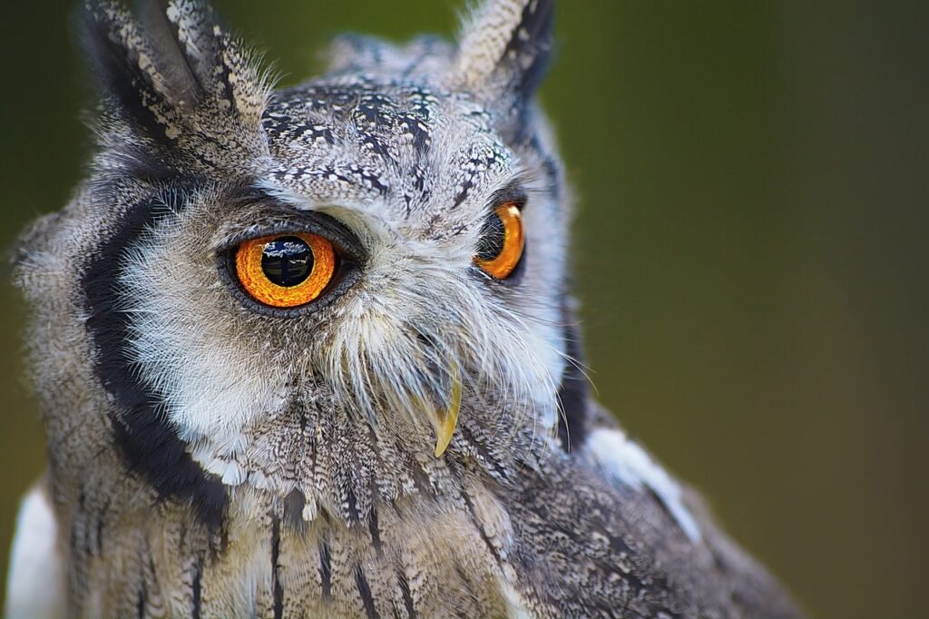 owl, bird, head, owl eyes, bird of prey, raptor, ave, avian, ornithology, bird watching, animal, animal world, wildlife, wild