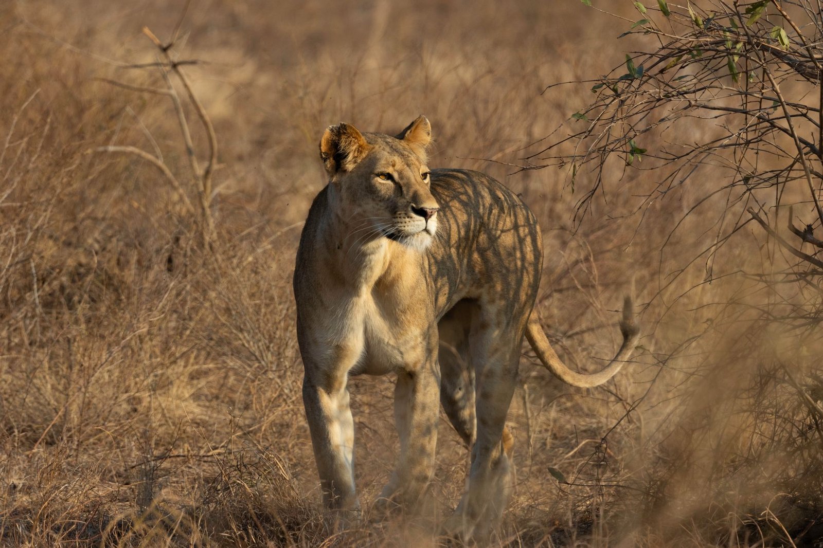 A majestic lioness walks gracefully in Tsavo's golden savanna, Kenya.