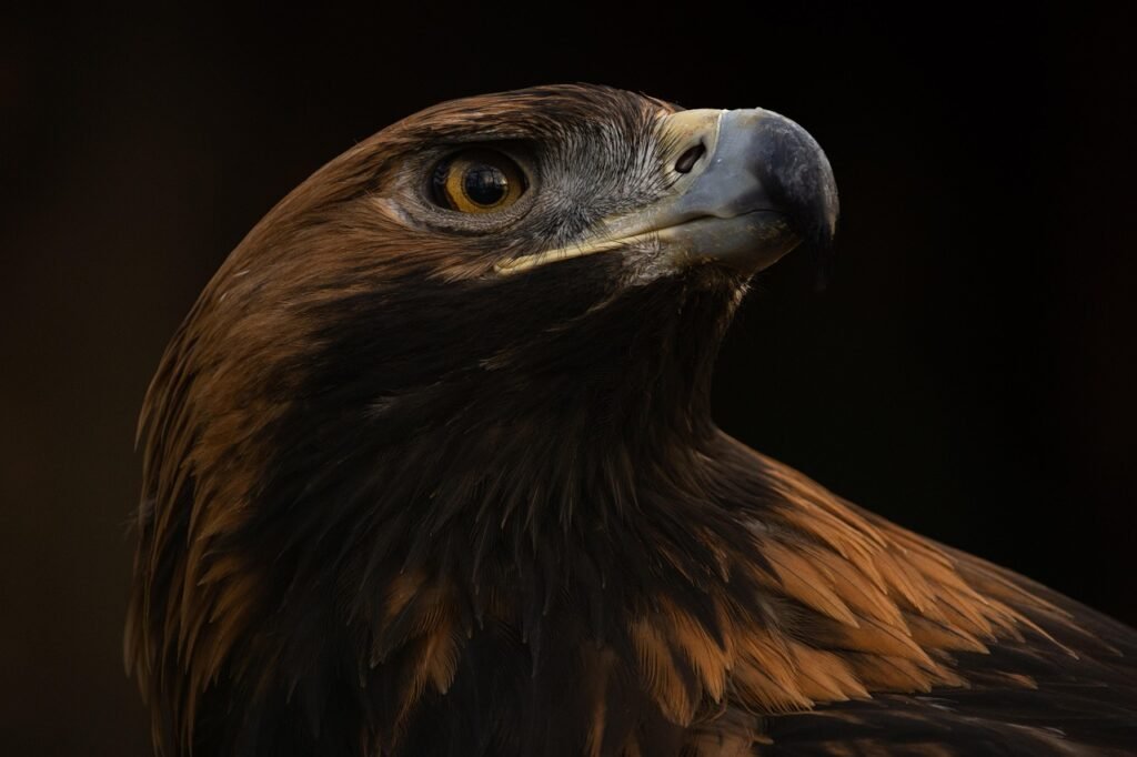 golden eagle, eagle, bird of prey, raptor, predator, nature, bird, avian, wildlife, ornithology, brown, bird photography