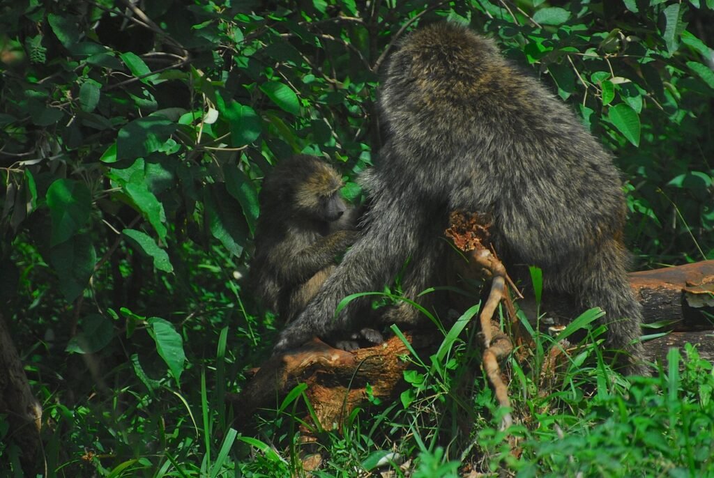 baboon, baboons, monkey, nature, primate, ape, evolution, africa, primates, nairobi, nairobi national park, grooming, biodive