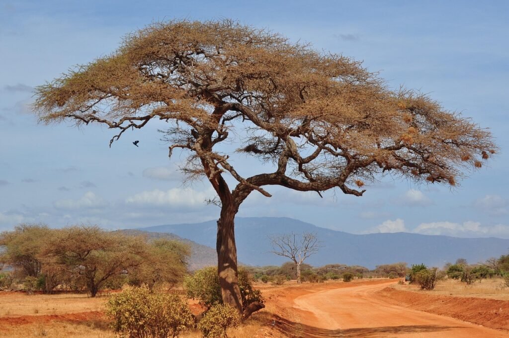 tree, nature, landscape, dry, heaven, savannah, africa, kenya, savannah, savannah, savannah, savannah, savannah, kenya, kenya