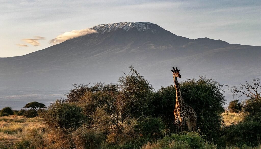 africa, kenya, safari, wildlife, wilderness, nature, national park, landscape, kilimanjaro, savannah, giraffe, kilimanjaro, k