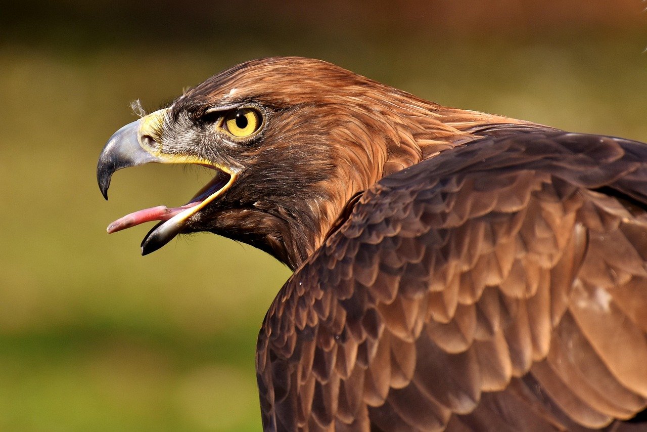 adler, raptor, bird of prey, animal, bill, beak, feathers, plumage, head, portrait, animal world, nature, wildlife, wildlife