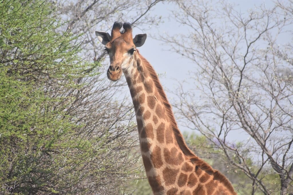 A detailed portrait of a giraffe standing among trees, showcasing its unique pattern.