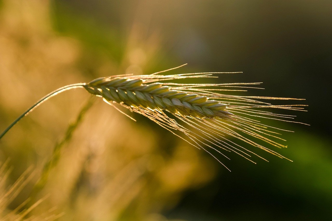 rye, ear, grain, sunset, agriculture, cereal cultivation, nature, golden hour, rye, agriculture, agriculture, agriculture, ag