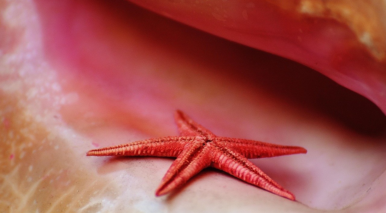 shell, starfish, maritime, decorative, decoration, deco, nature, collect, coast, sea, coloured, flotsam, beach, shell, starfi