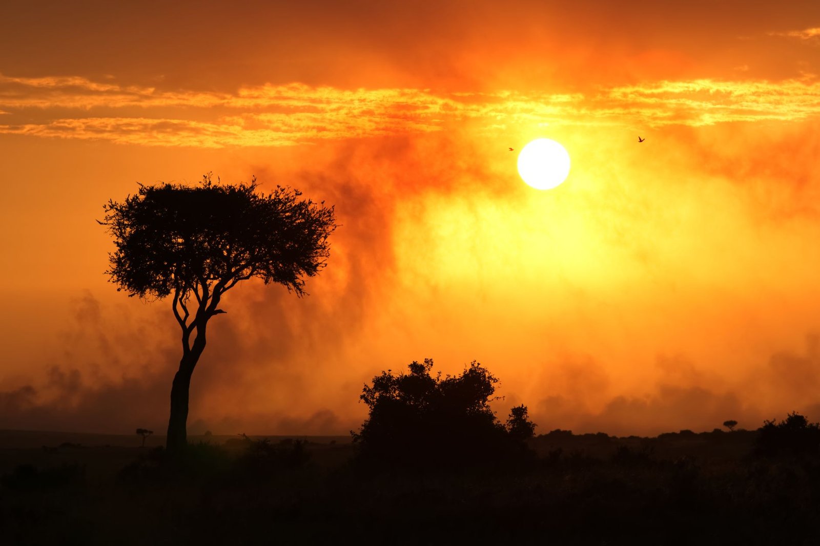 Beautiful orange sunset in Narok, Kenya, capturing the silhouette of a lone tree and vast savanna.