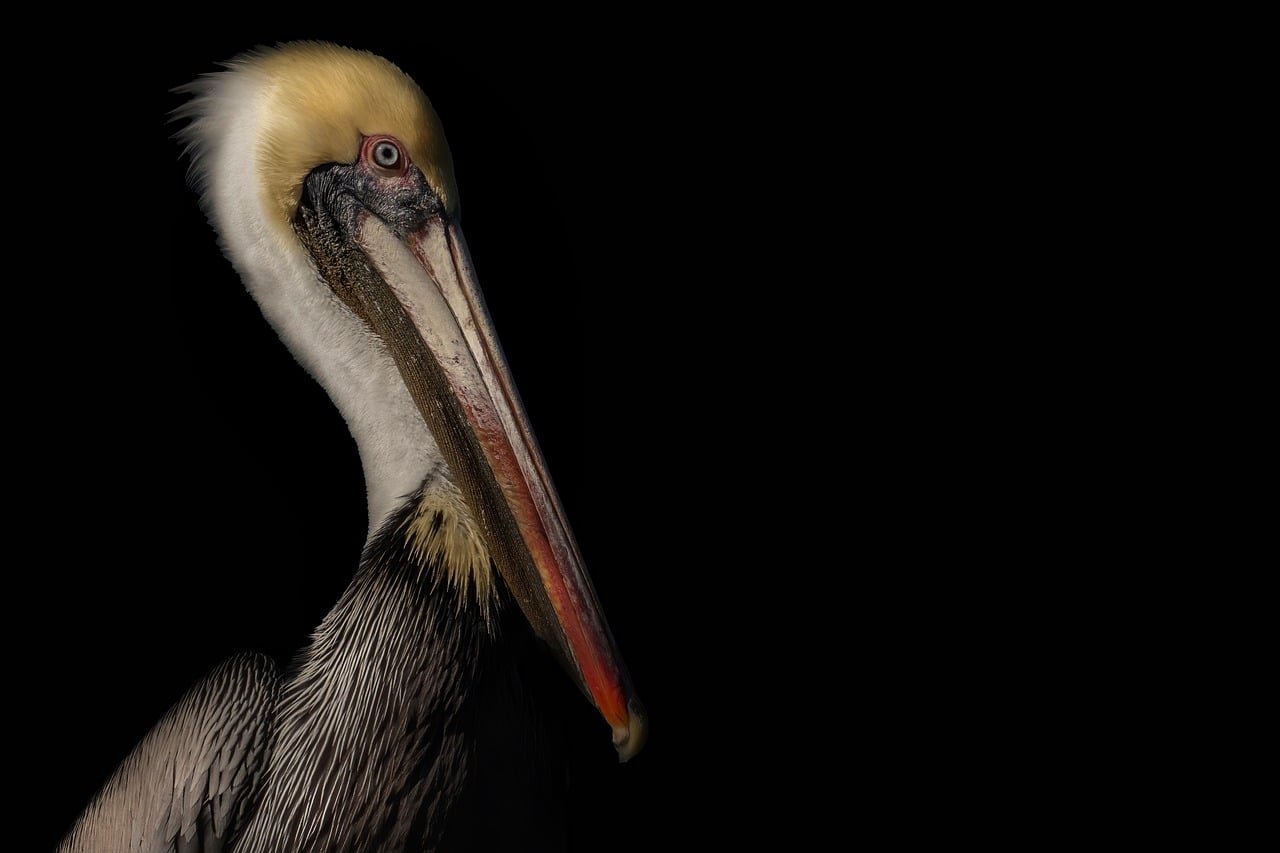 brown pelican, pelican portrait, bird portrait, coastal bird, seabird, wildlife portrait, bird close up, pelican profile, bla