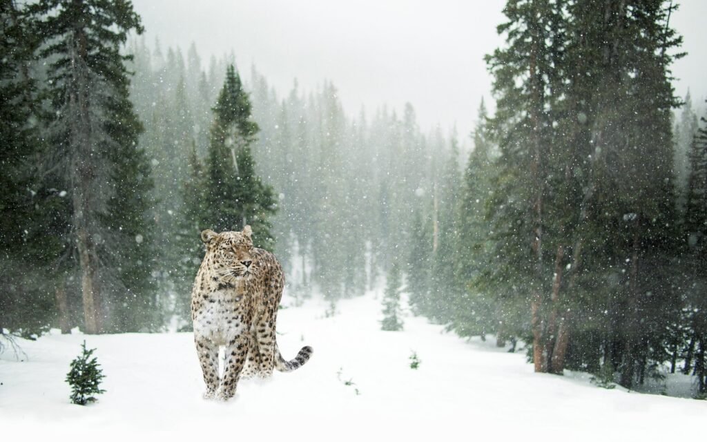 leopard, snow leopard, nature, snow, winter, forest, portrait, pet, close up, animal world, cat, feline, wild cat, animal, wi