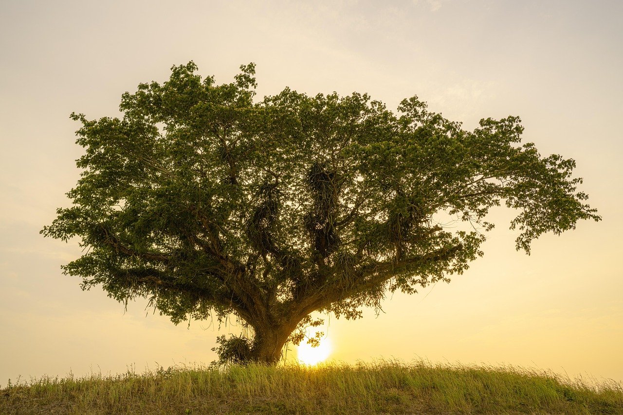 tree, alone, hill, old, hilltop, sunset, landscape, nature, sun, golden hour, tree, tree, tree, tree, tree