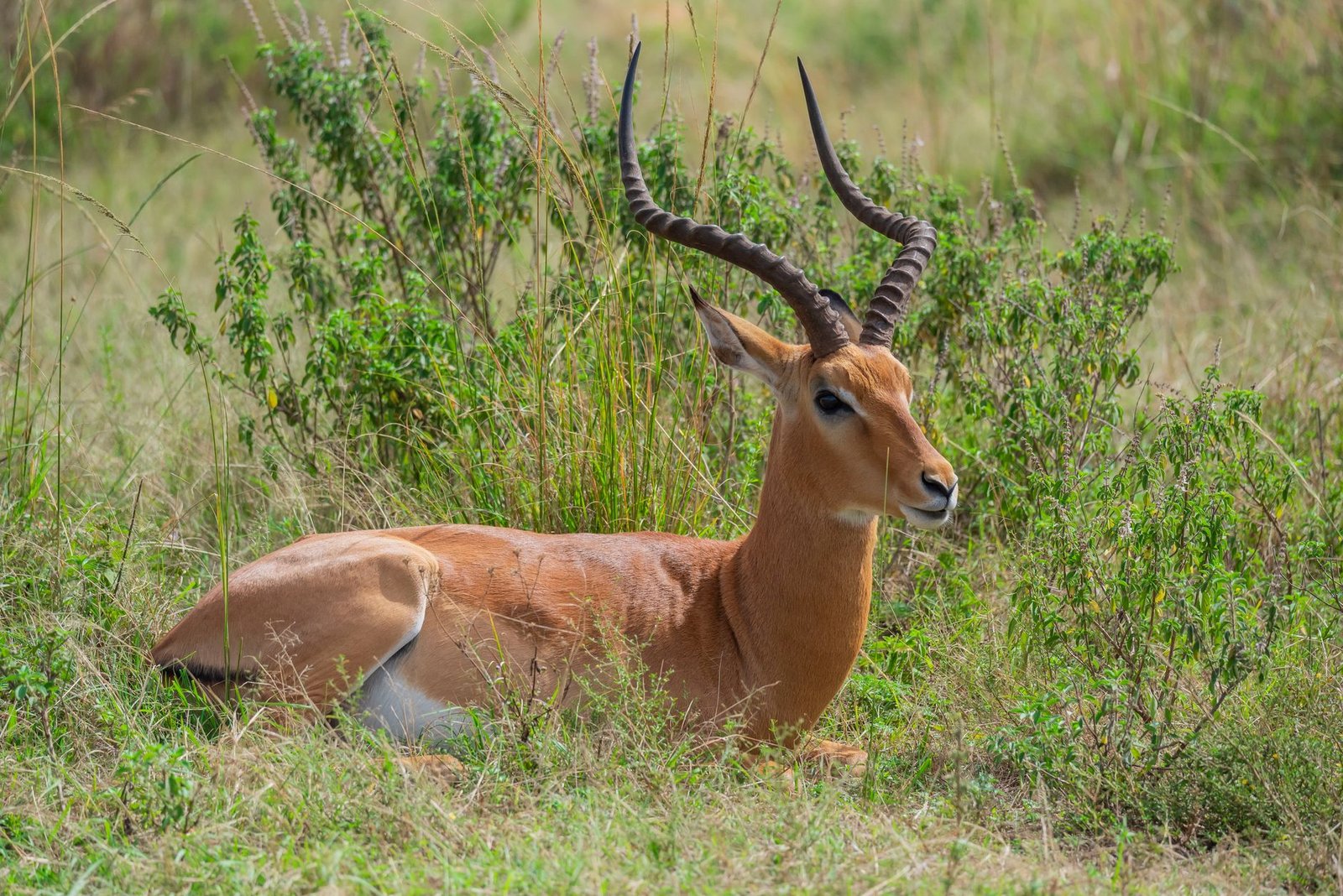 Impala resting in the grasslands of Nairobi National Park, Kenya.