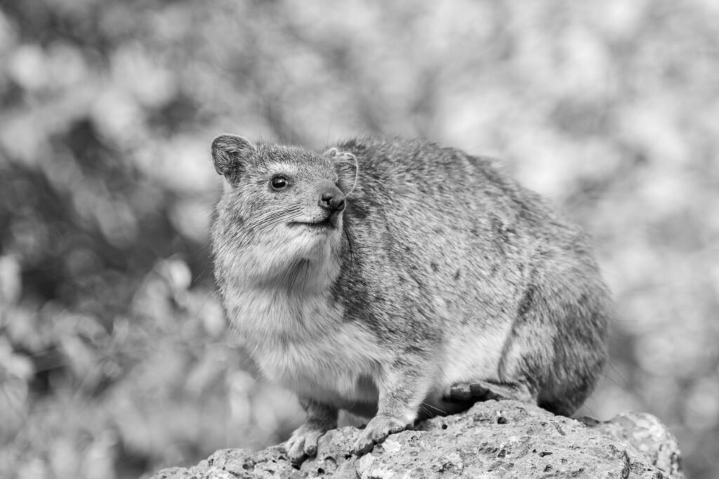 A close-up black and white photo of a rock hyrax perched on a rock in Nairobi, Kenya.