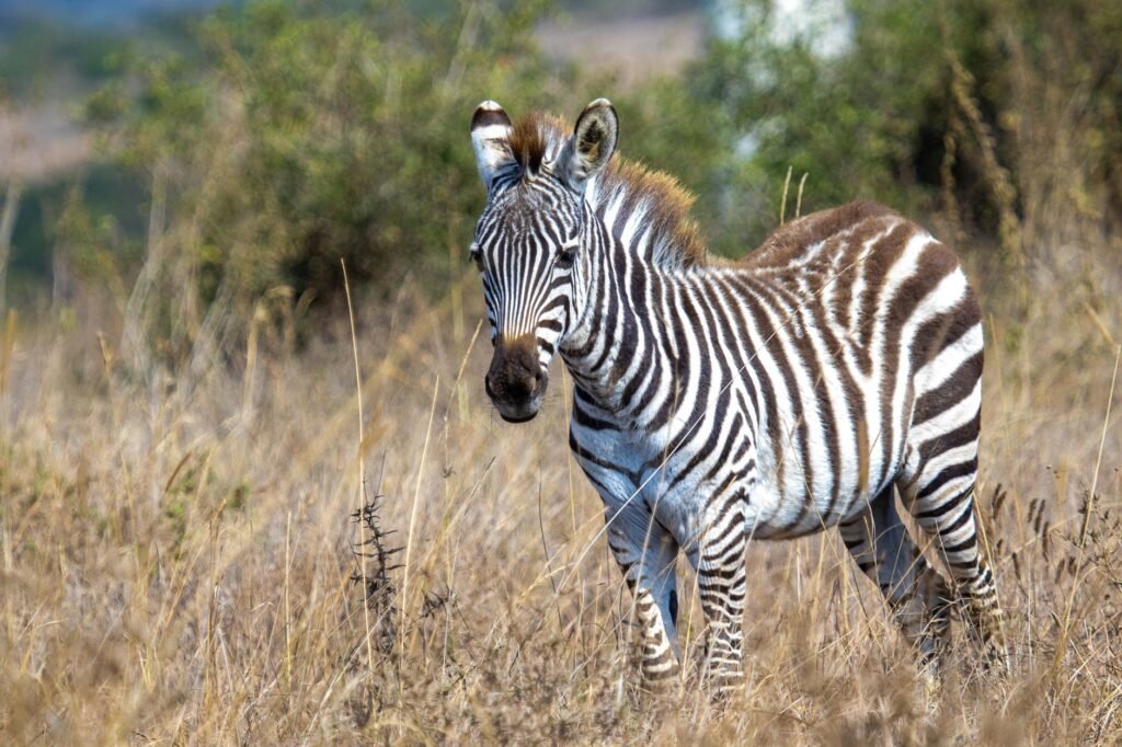 Stunning close-up of a zebra in its natural habitat, Nairobi, Kenya.