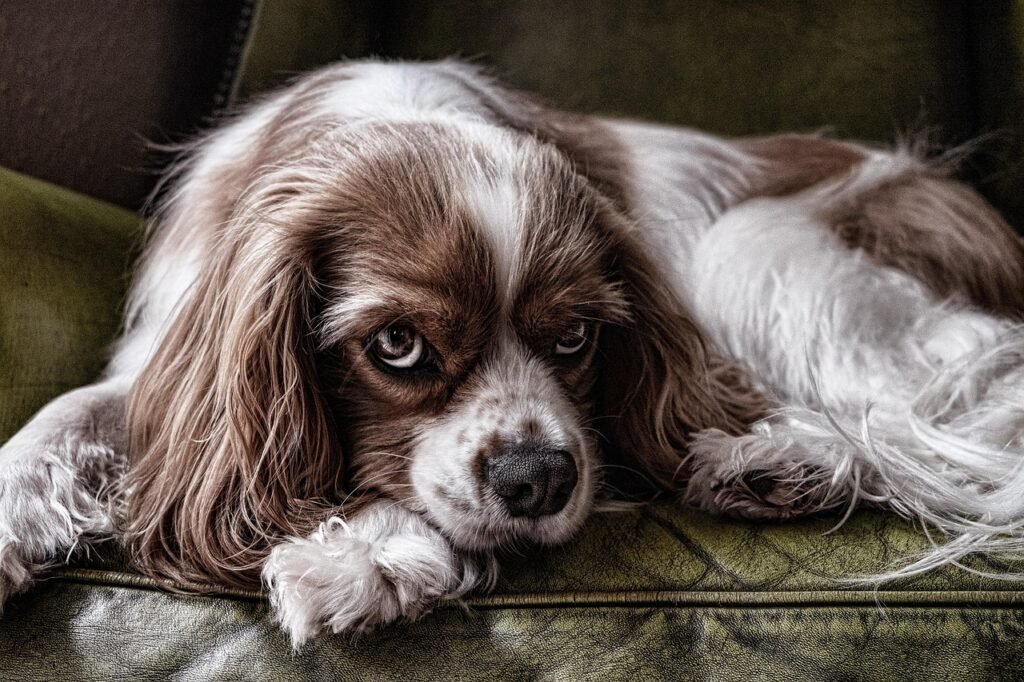 dog, animal, pet, canine, nature, domestic, breed, purebred, pedigree, furry, furry dog, portrait, dog portrait, mammal, anim