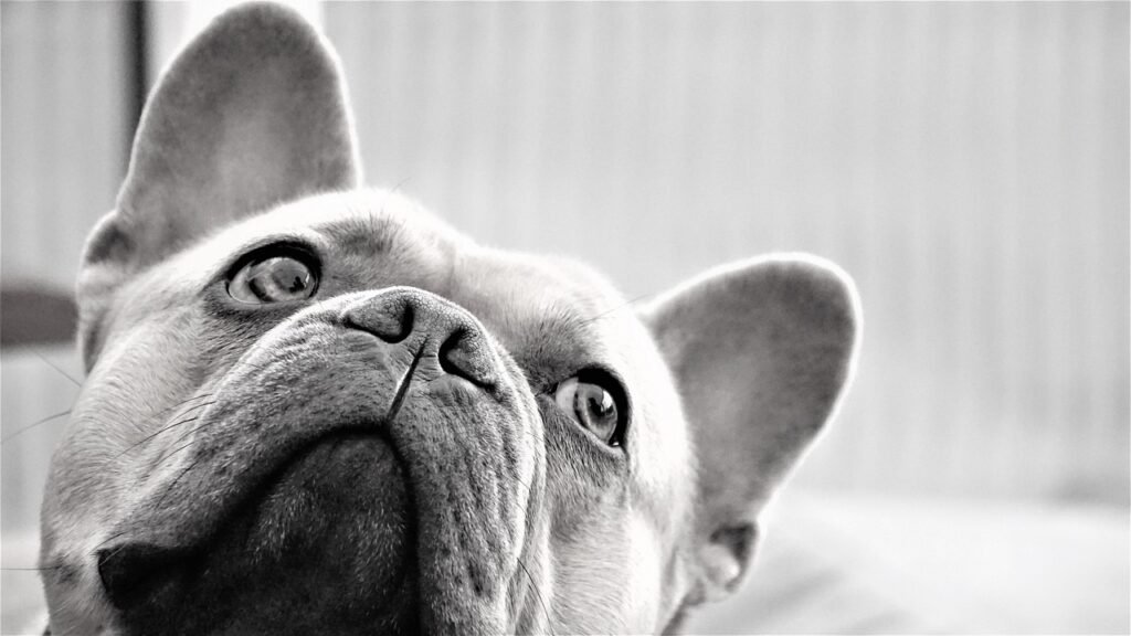 french bulldog, dog, black-and-white, face, eyes, ears, pet, nose, snorted, view, loyal friend, member of the family, portrai