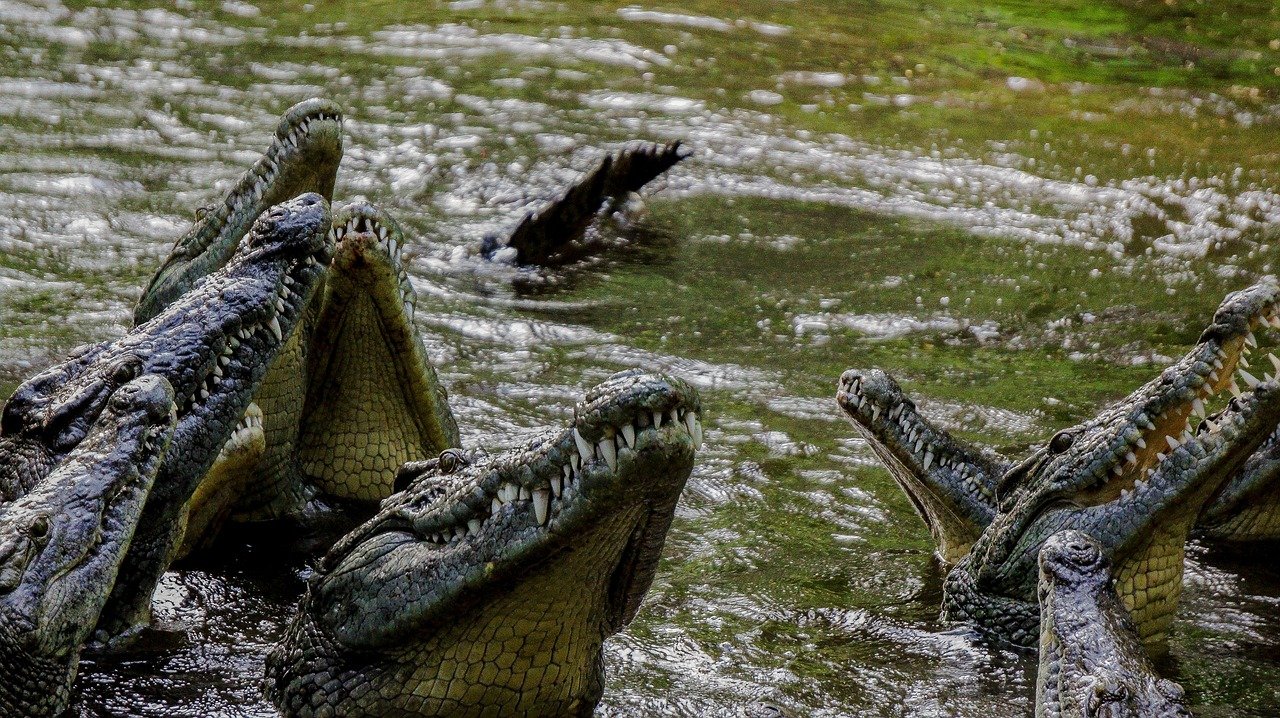 crocodile, teeth, nature, wild, wildlife, kenya, mombasa, dayoutke, africa, afrika, crocodile, mombasa, mombasa, mombasa, mom