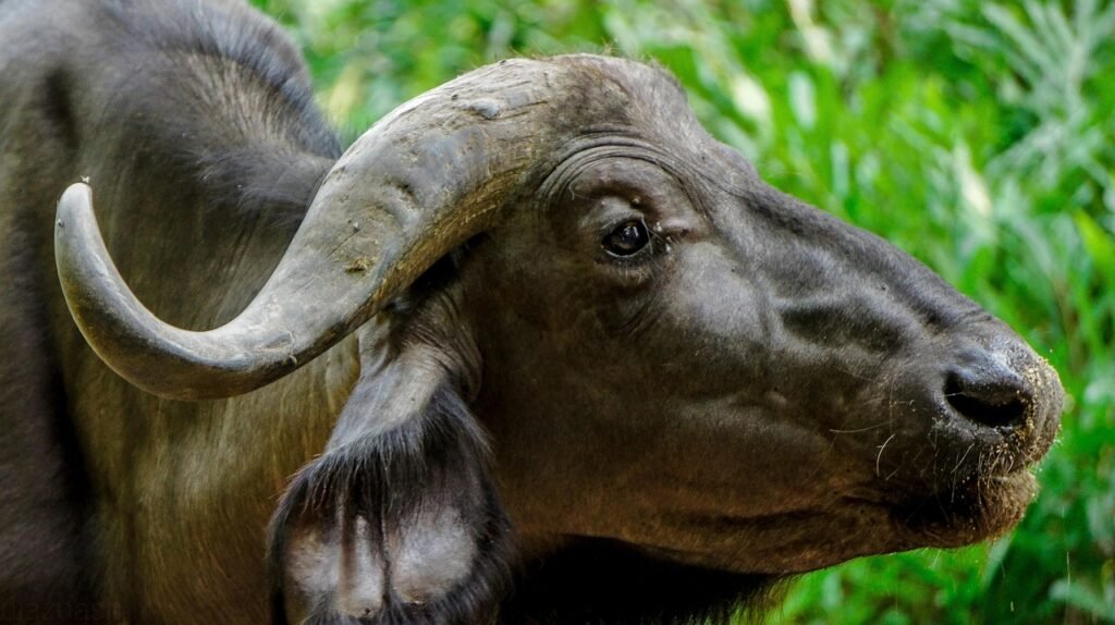 buffalo, nature, wild, wildlife, kenya, mombasa, dayoutke, africa, afrika, buffalo, buffalo, mombasa, mombasa, mombasa, momba