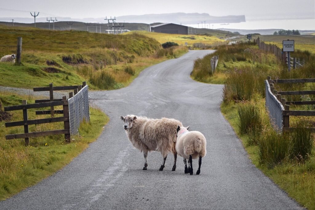 road, sheep, rural, farm, animals, livestock, mammals, agriculture, countryside, landscape, nature, scotland, europe, sheep,
