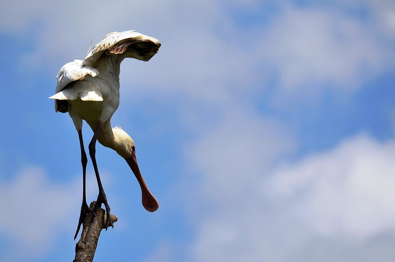 spoonbills, bill, bird, nature, nairobi national park, animal