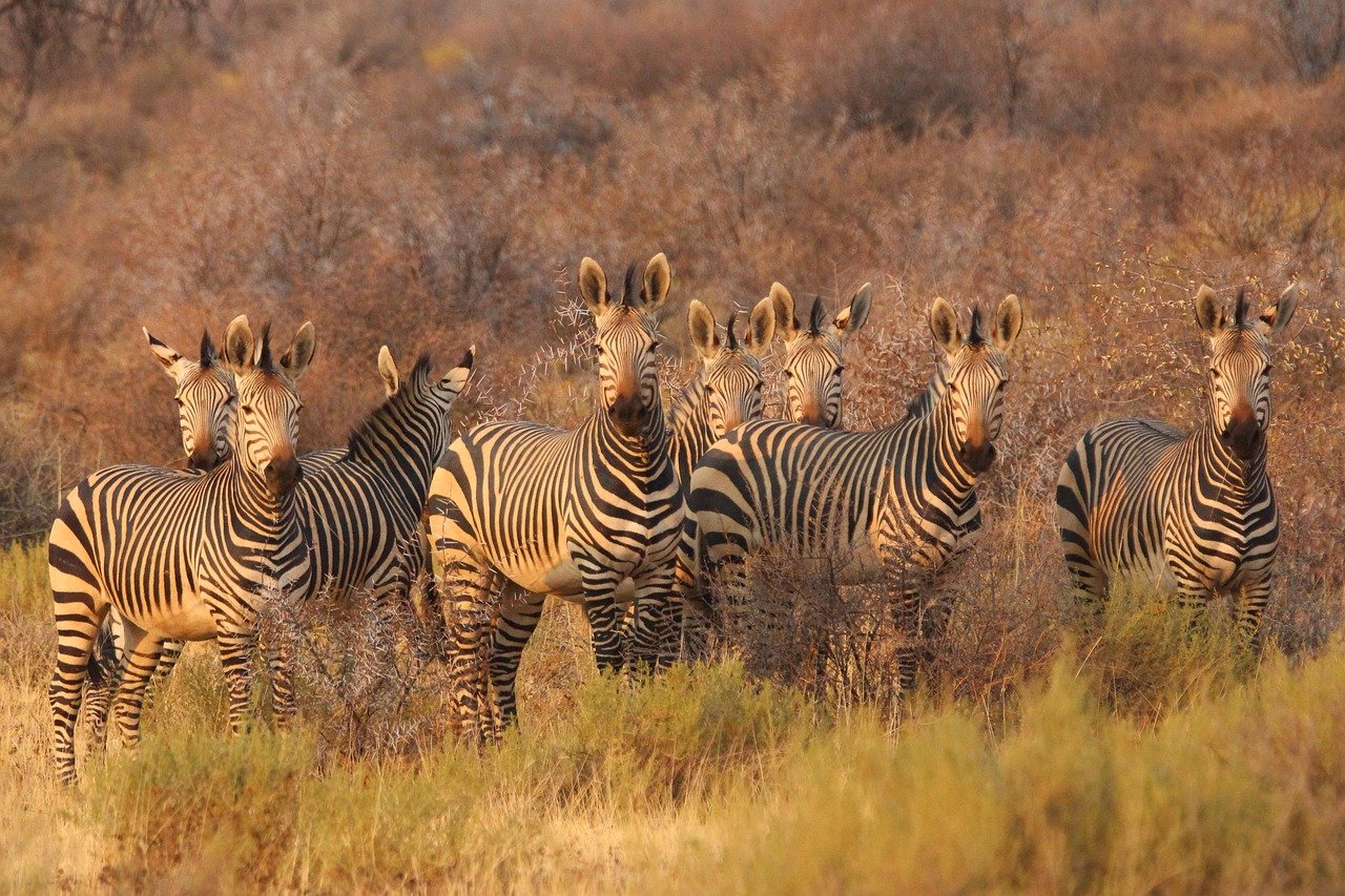 zebras, animals, africa, south africa, namibia, savannah, safari, nature, wildlife