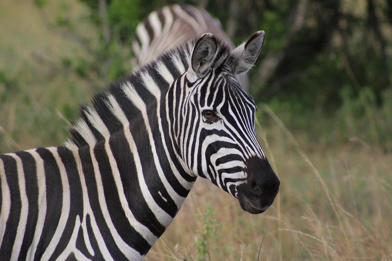 kenya, zebra, safari, nature, lake
