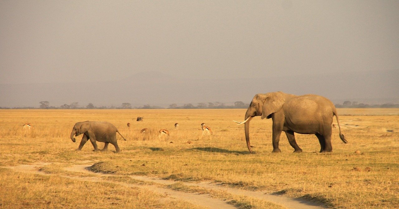 kenya, elephants, amboseli, kenya, kenya, elephants, elephants, amboseli, amboseli, amboseli, amboseli, amboseli