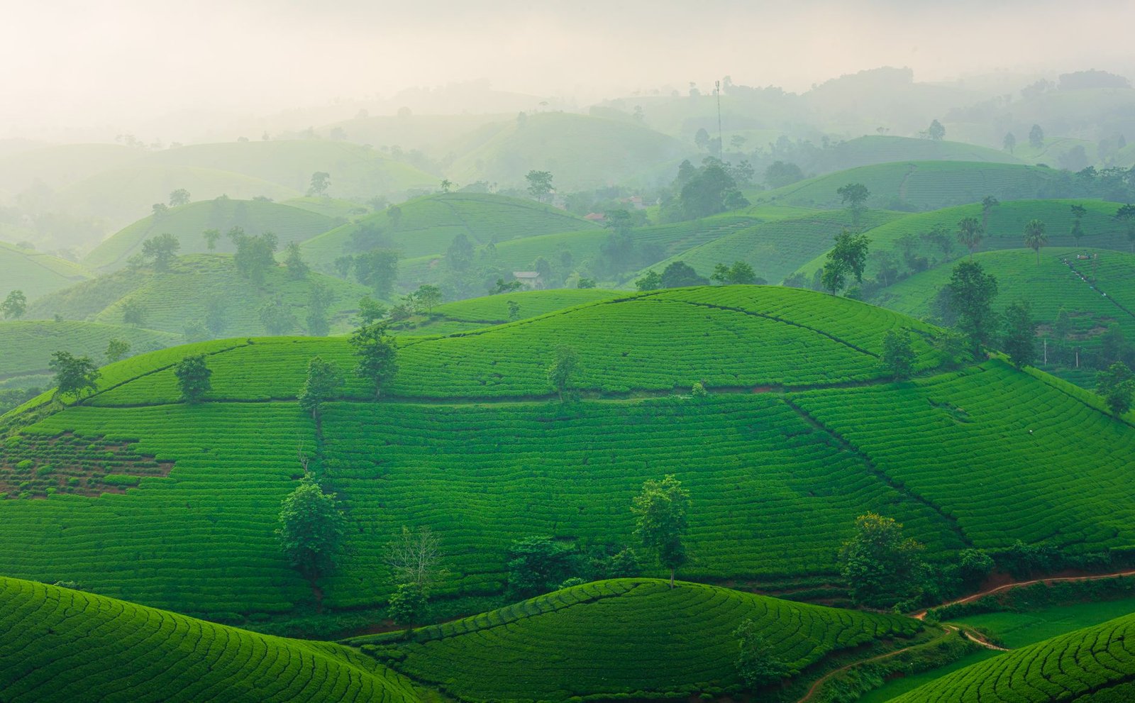Misty tea plantation and winding road in the highlands near Tinderet, Nandi County, Kenya