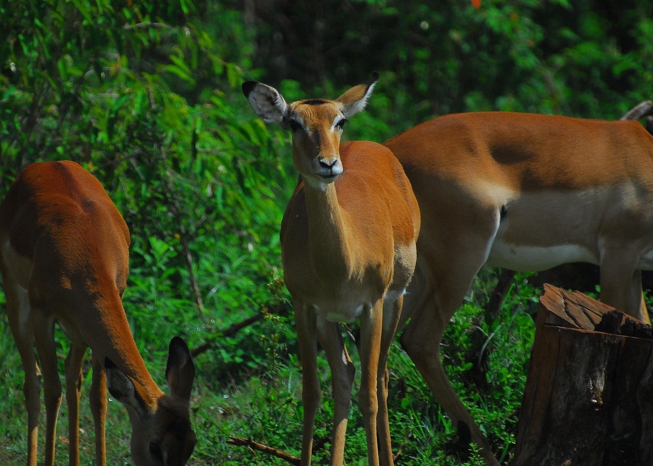 impala, antelope, nature, africa, nairobi, nairobi national park, biodiversity, animal behavior, wilderness, conservation, ea