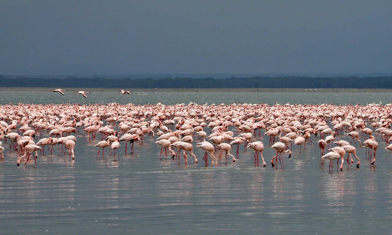 flamingo, birds, nakuru, nature, colorful, pink, colors, rosa, romantic