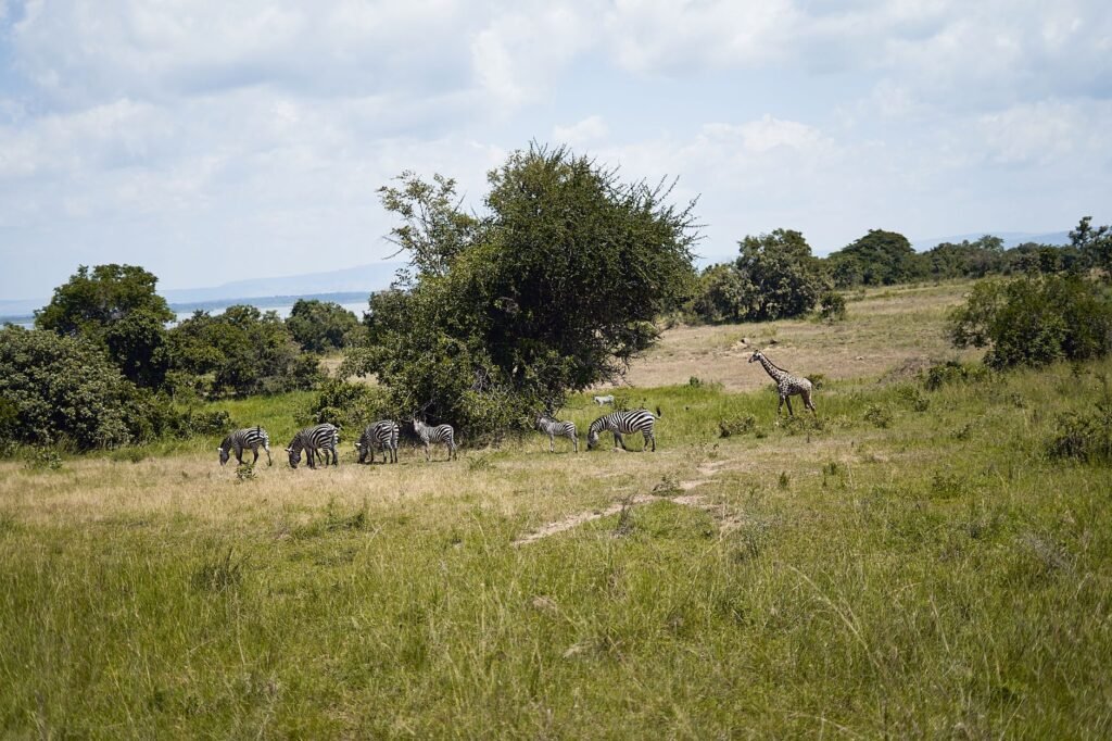 A serene African grassland scene with zebras grazing near a lone giraffe under clear skies.