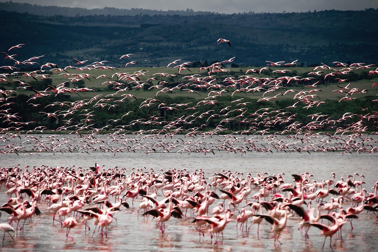 birds, flamingo, ornithology, flock, species, fauna, wildlife, animal, nature, africa, safari, lacquer, kenya, flamingo, flam