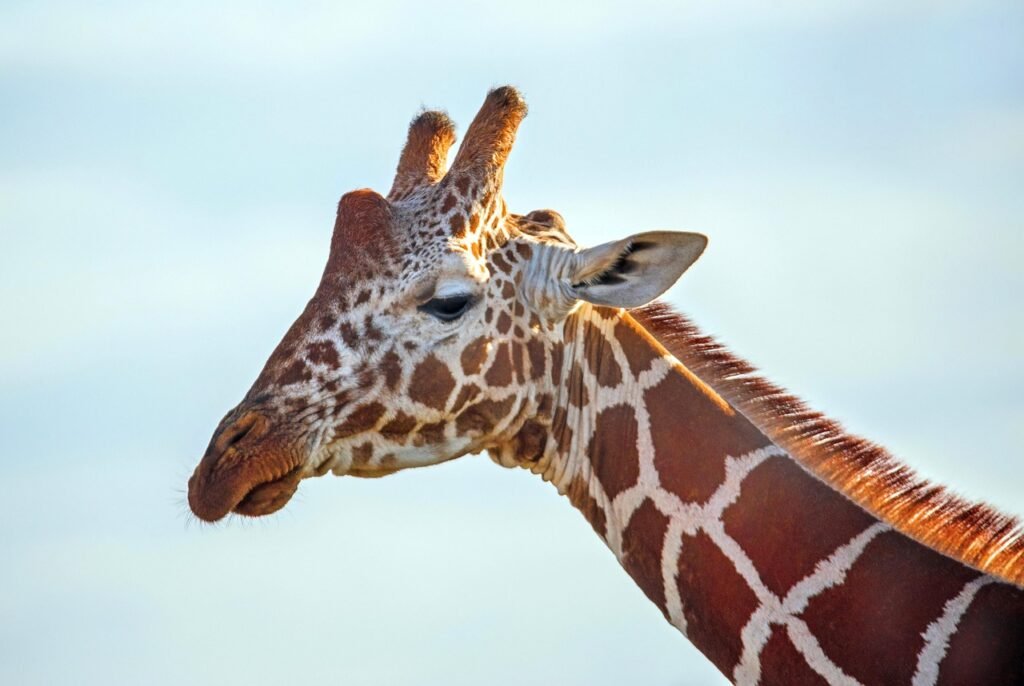 animal, mammal, giraffe, wildlife, species, fauna, africa, nature, safari, reticulated giraffe, kenya, african wildlife, gira