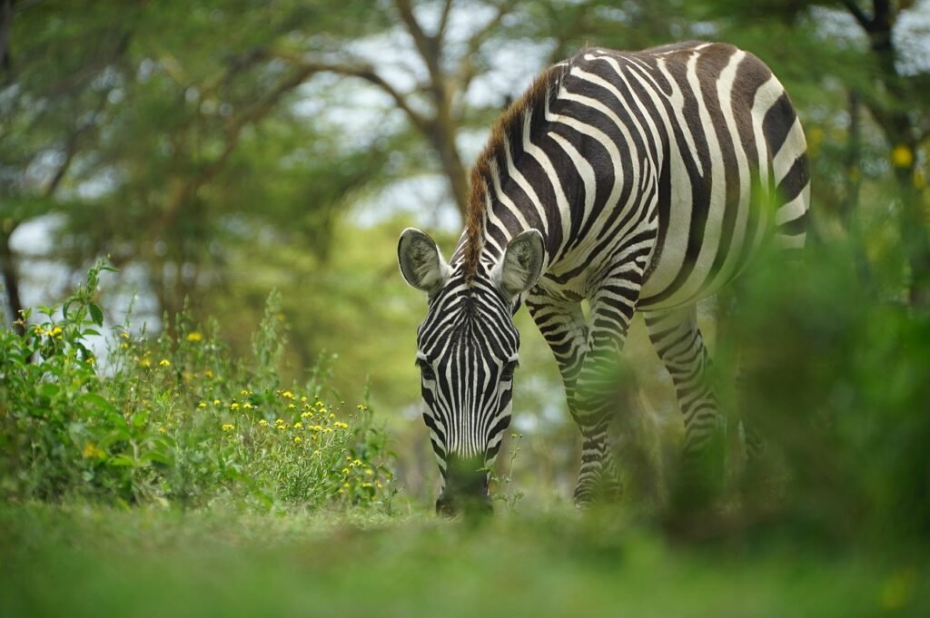 zebra, wild, kenya, africa, safari, wildlife, striped, animal, stripes, nature, mammal, wilderness, zebra, zebra, zebra, zebr