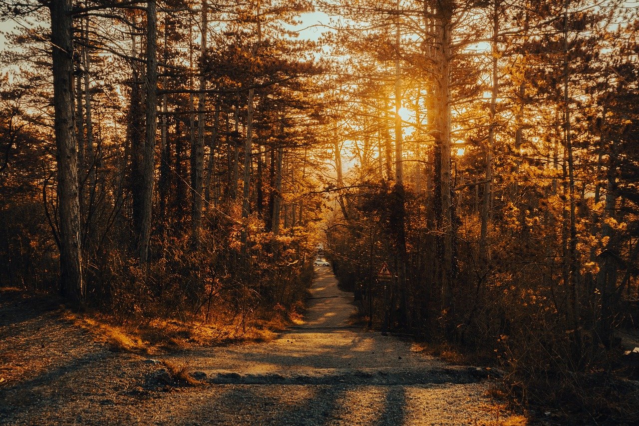 path, wood, trees, forest, sun, hiking, hike, sunset, nature, landscape, forest, forest, forest, forest, forest, hiking, hiki
