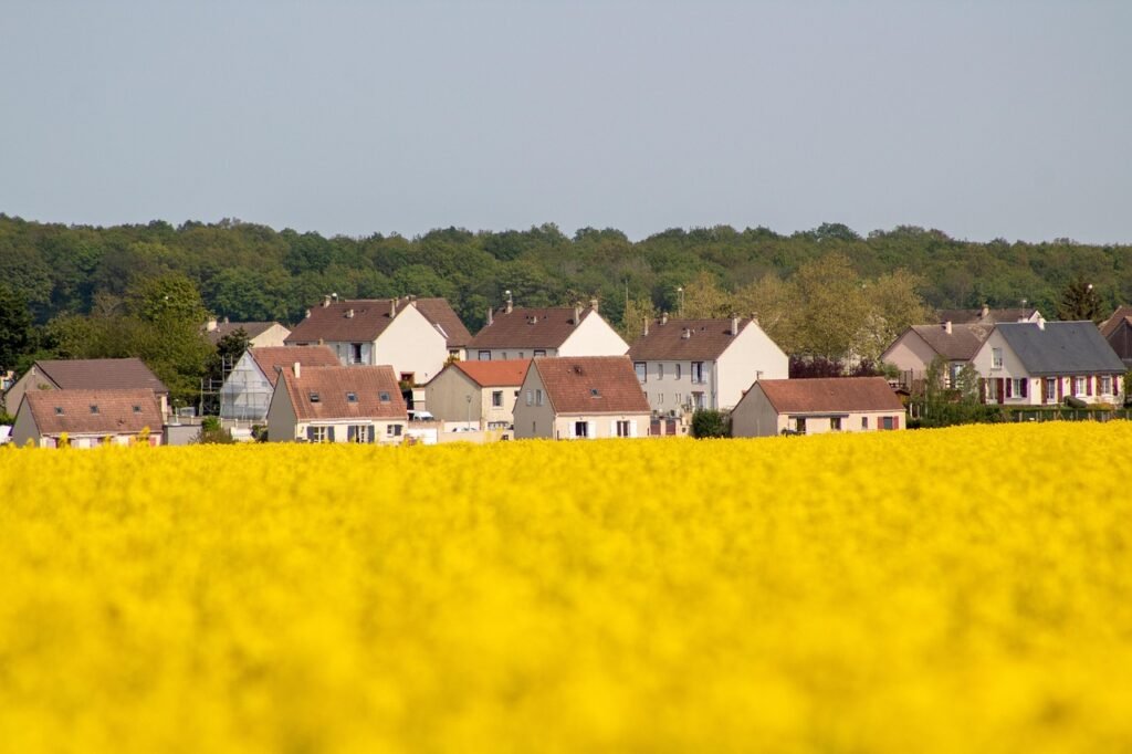 rapeseed, rapeseed field, village, oilseed rape, rape field, yellow flowers, agriculture, field, flower wallpaper, nature, fl