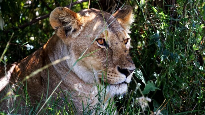 A Simple Checklist for Navigating Life and Connections as a Female in Kitengela