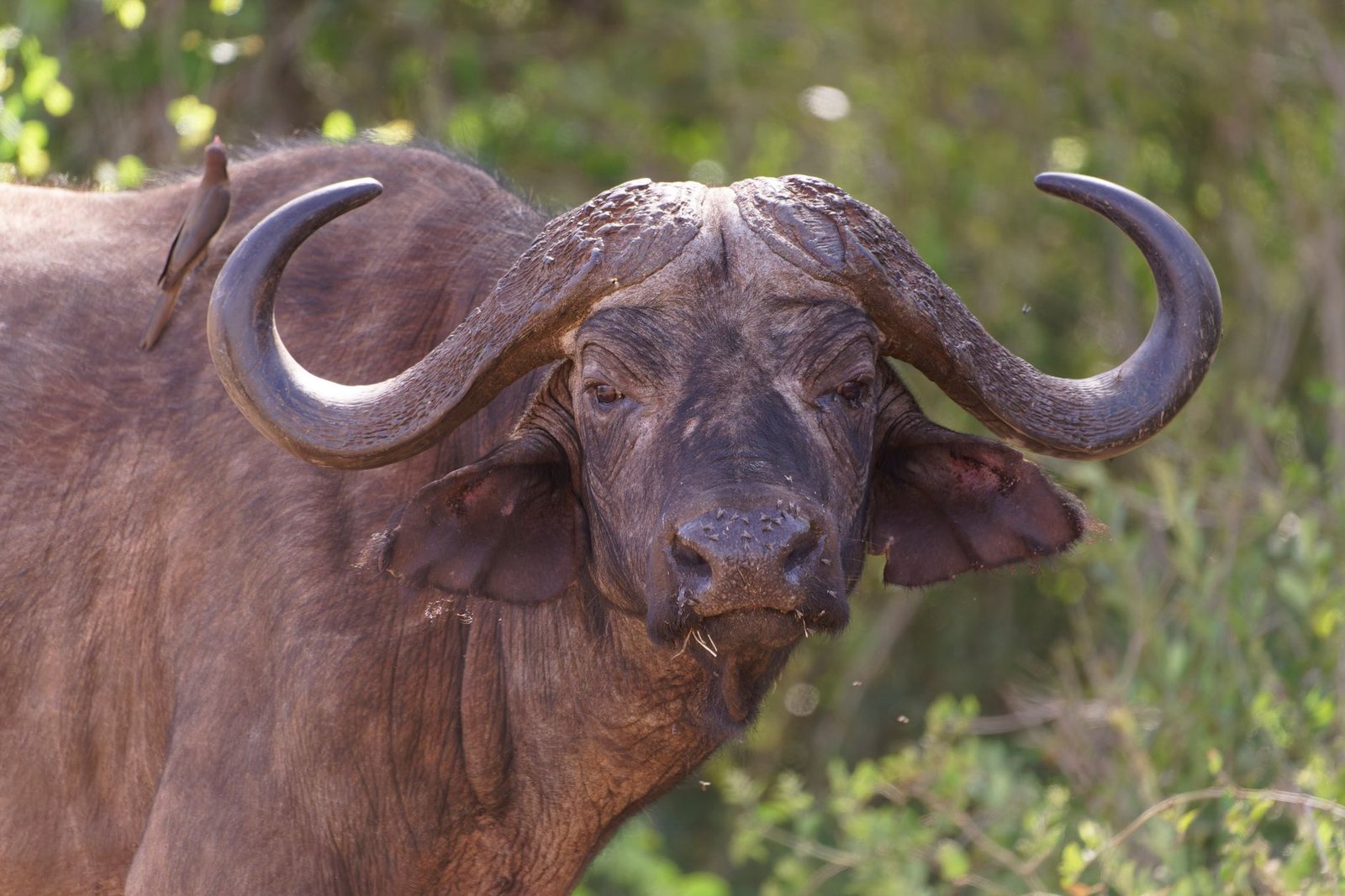 Detailed close-up of an African buffalo in Taita-Taveta County, Kenya, with an oxpecker bird perched on its back.