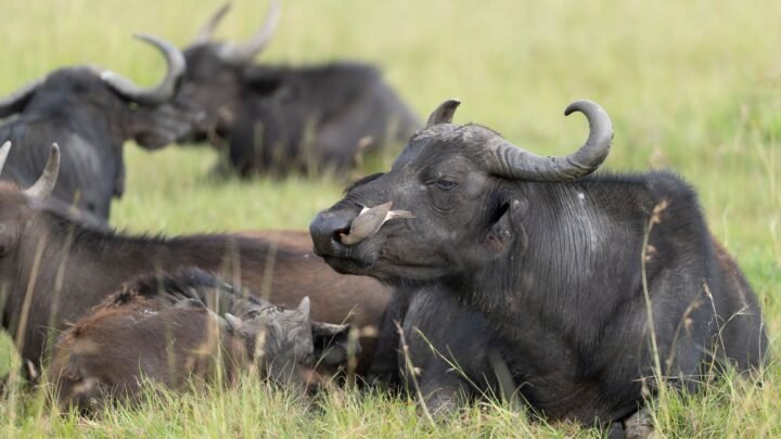 Navigating Modern Romance: How to Plan a Smoother Courtship Experience in Milimani Kisumu