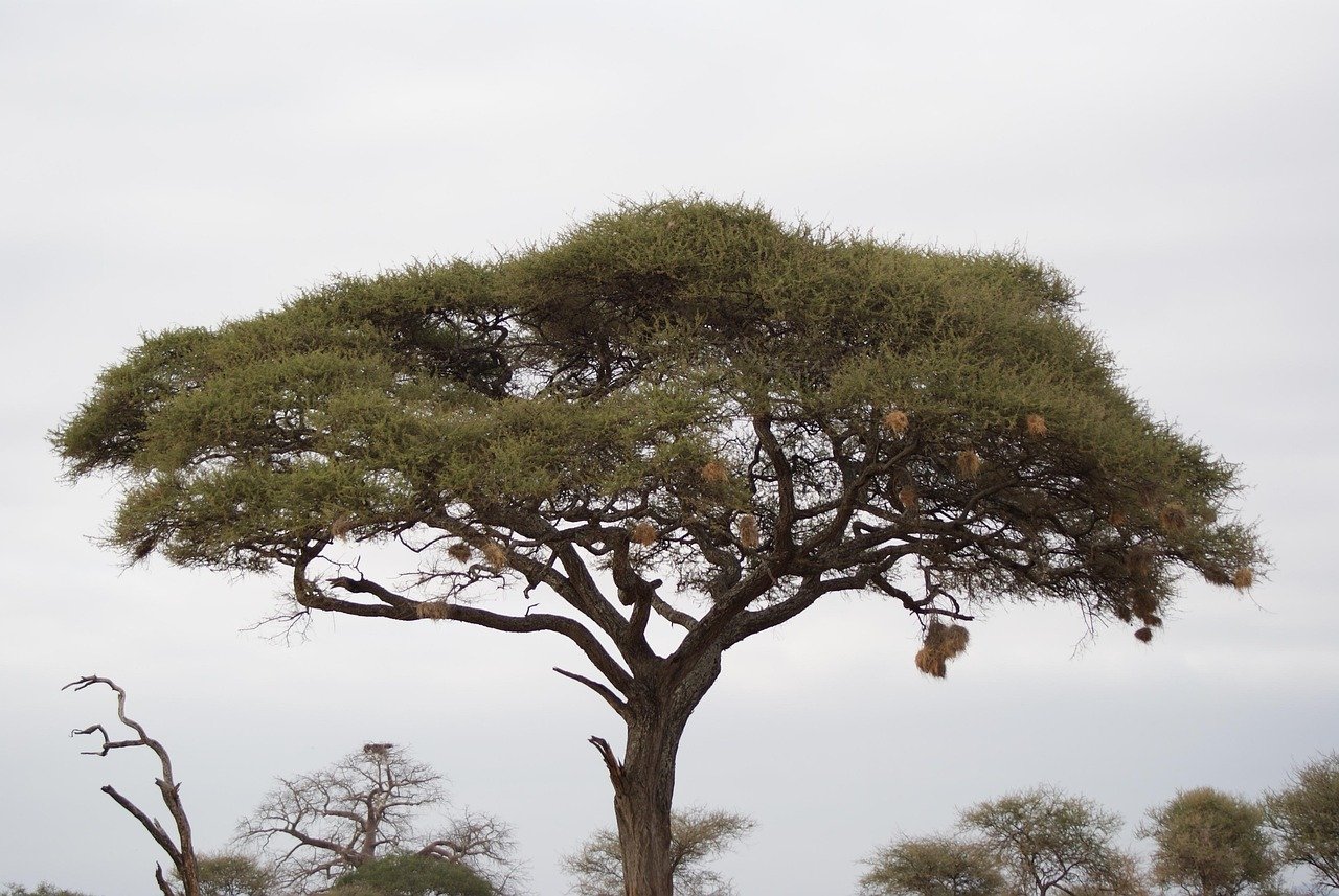 acacia, tree, nature, africa, kenya