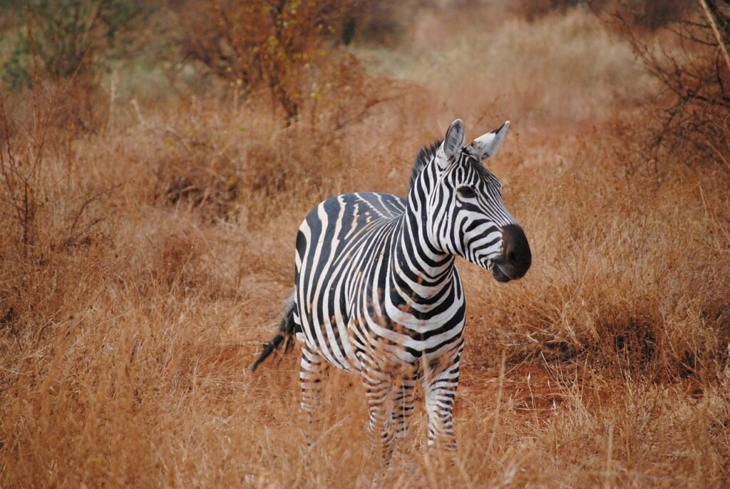 kenya, africa, safari, zebra, tsavo, national park, nature, zebra, zebra, zebra, zebra, zebra
