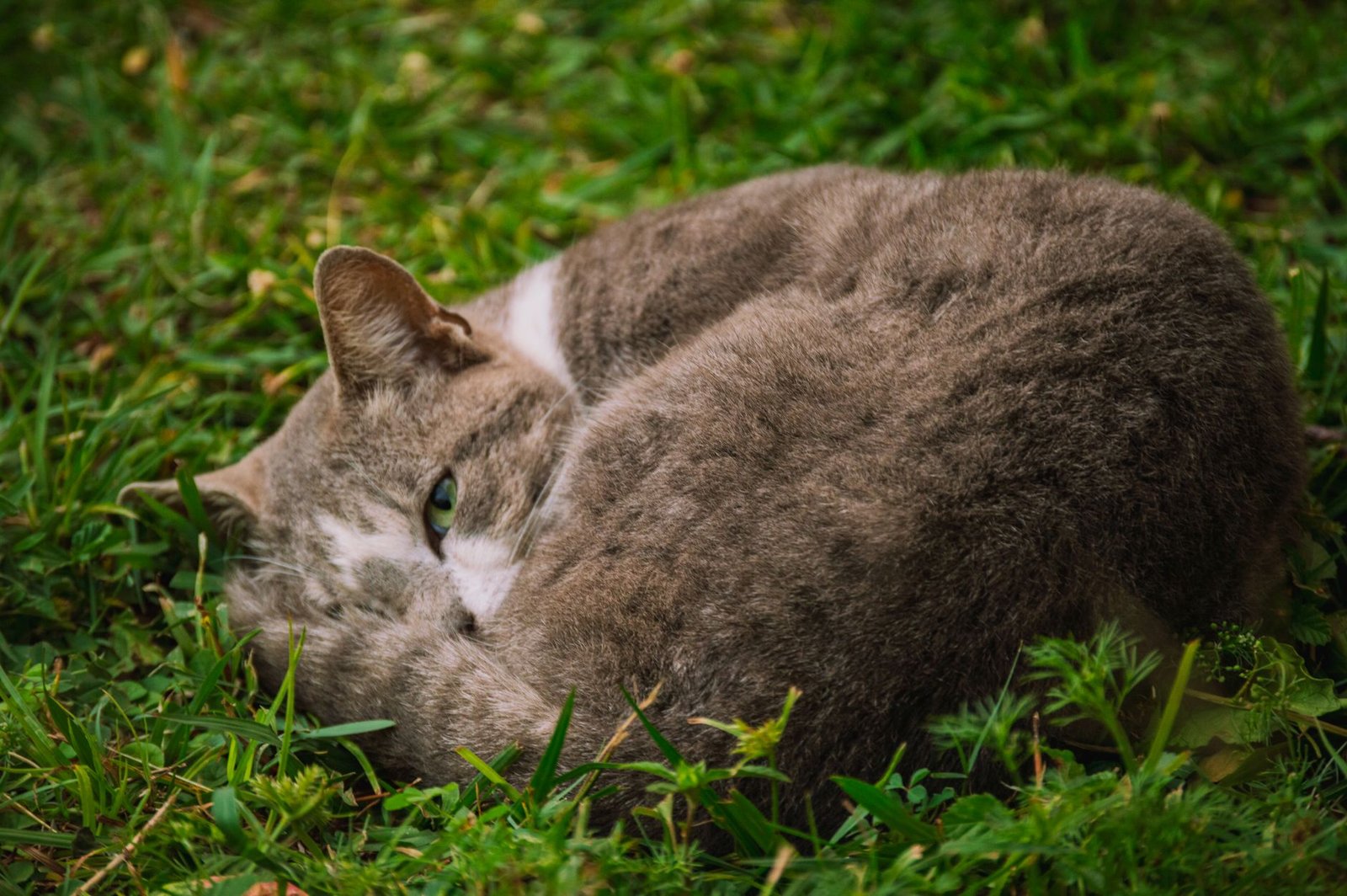 A serene tabby cat rests on lush green grass, showcasing nature's tranquility.