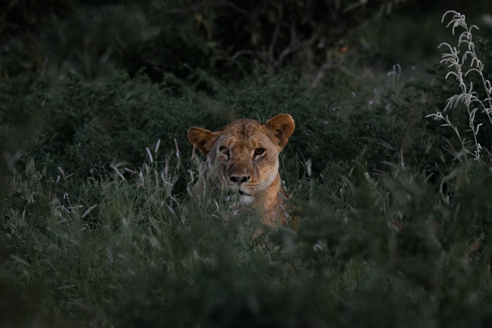 A lioness camouflaged amidst the dense grass in Tsavo, Kenya, showcases the beauty of wildlife in its natural habitat.