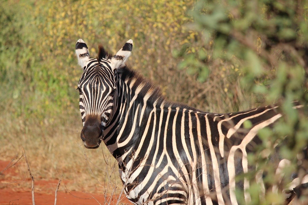 zebra, kenya, mammalian, safari, zebra, zebra, zebra, zebra, zebra