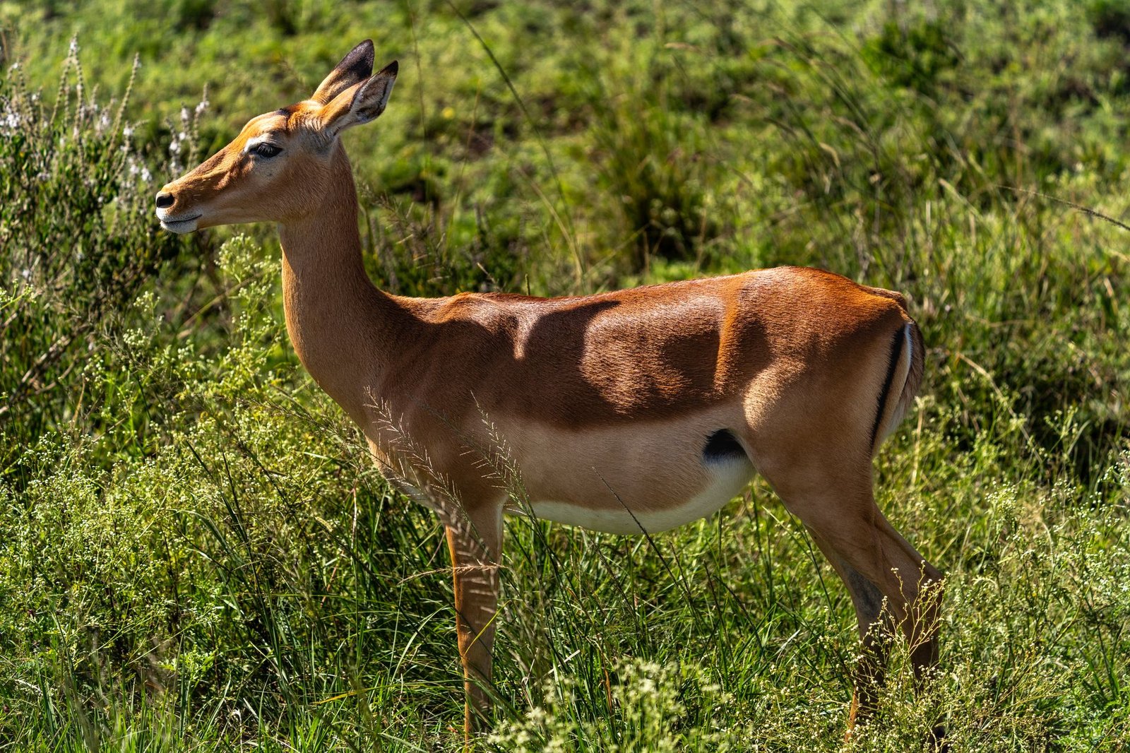 A female impala stands gracefully amid lush grasslands in Nairobi National Park, Kenya.