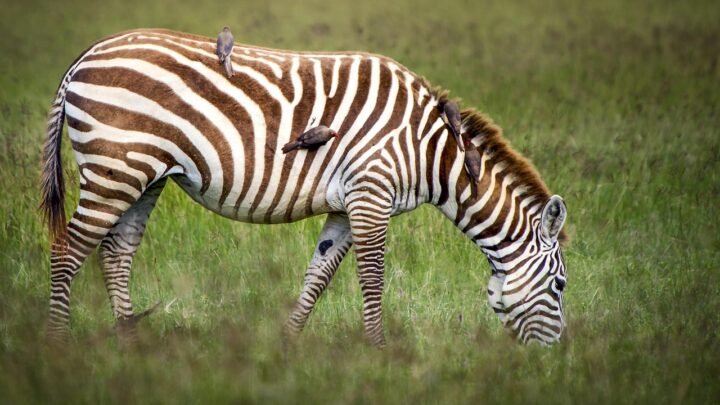 How Night Life Is Changing in Runda and Beyond