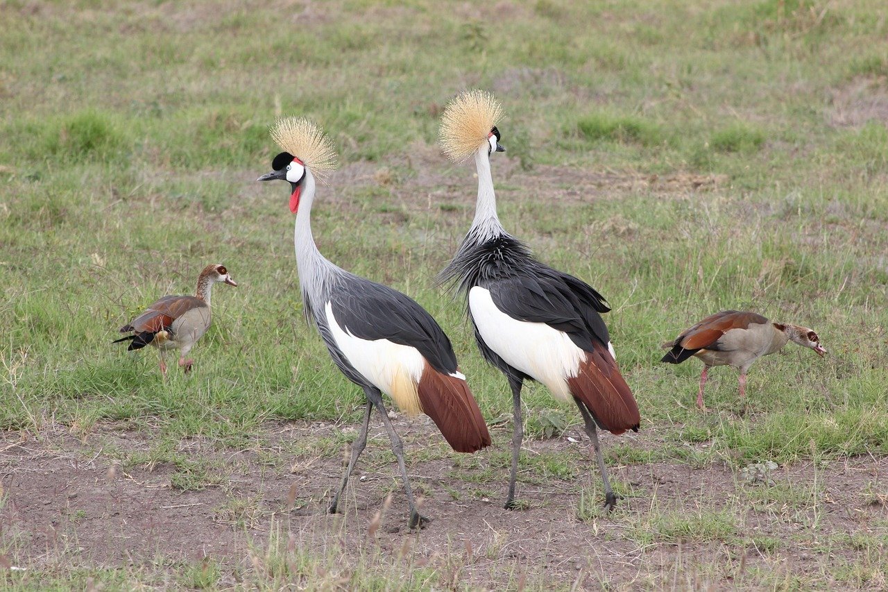 safari, nature, kenya, masai mara, bird, wild life
